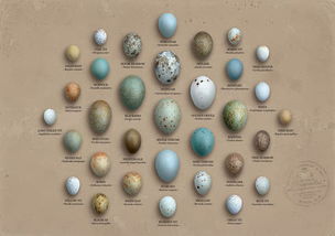 常见鸟蛋怎么辨别品种