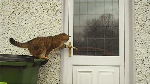 猫咪调皮被关在门外,下一秒猫咪自己开门,网友 太厉害了 