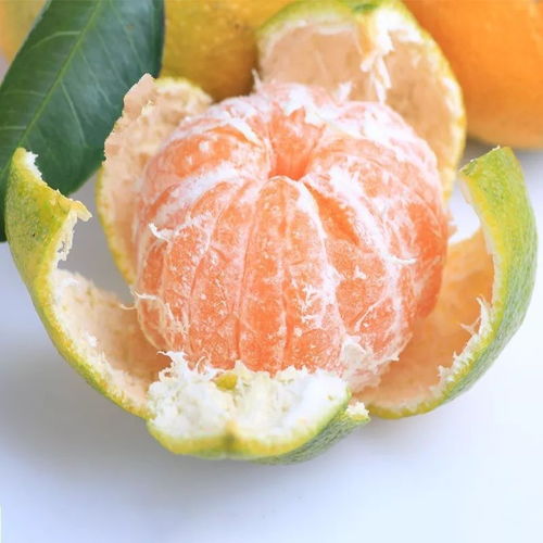 青见柑橘什么时候成熟,云南青皮橘子几月份上市