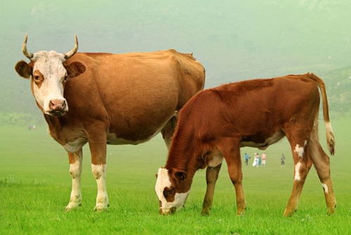 生肖牛2021年运势,12月有3大喜来临,属牛人速度看看是什么喜 
