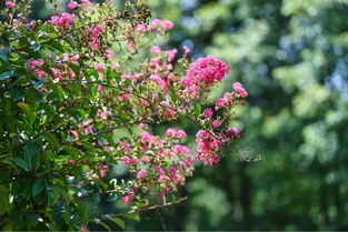 降5 ,不冷不晒 藏在家门口的10000 月季花海已上线,这周去正好