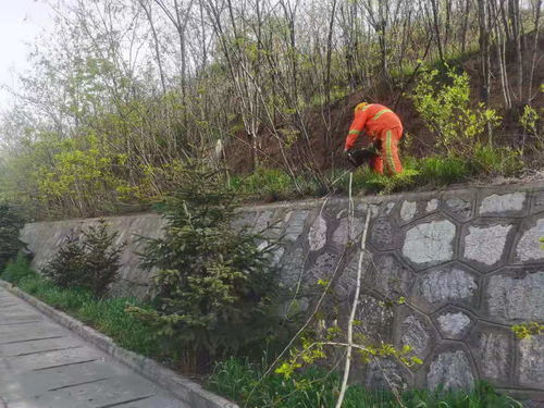 行道树间距一般多少米,行道树间距一般多少米