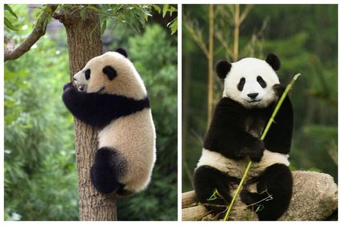 背后有啃食的痕迹 陕西一只大熊猫在河边死亡,或遭到野猪攻击