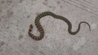 这是什么蛇 