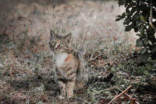 偶遇的小野猫