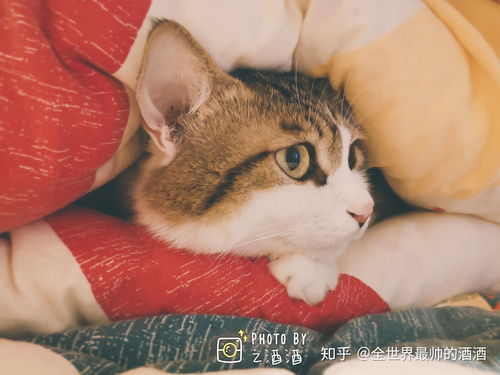 猫睡在人的床上可能会导致哪些健康问题 