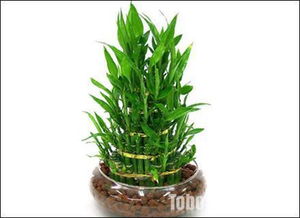 富贵竹盆栽怎么养,盆栽富贵竹？