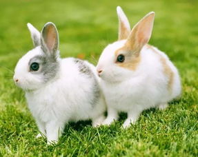 兔业警示录 高温与养兔 一 