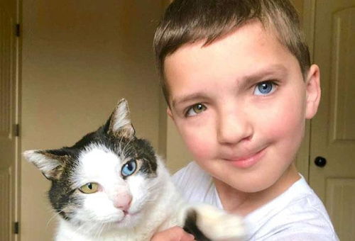 概率低于1 患有异色瞳和唇裂的男孩竟遇到有着相同命运的小猫