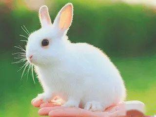 汪泰 那年,家里养了一只小白兔