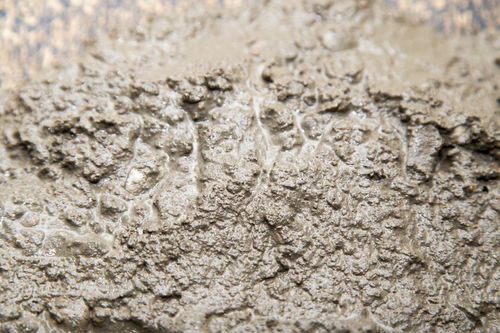 发财树用的河沙是粗沙还是细沙？