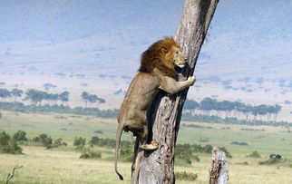 肯尼亚 怂狮 欲捕杀水牛 反被牛群赶上树 