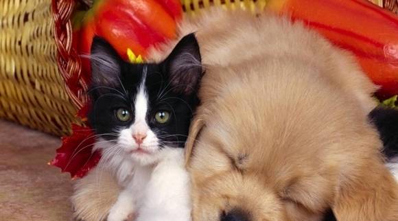 关于猫和狗的四个俗语,都说狗比猫好,比如狗认路猫记家