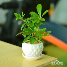 净化空气吸甲醛最好的植物排名 测甲醛最简单有效的方式