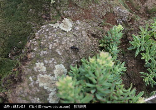 青苔的小标题作文