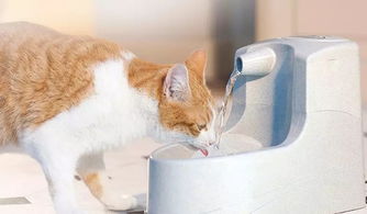 猫咪的自动喂食器和自动饮水器 推荐一款性价比高,好用的 