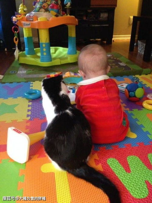 我要给你当保姆喵 爱自由的猫咪们在遇到可爱的宝宝时也被萌化啦