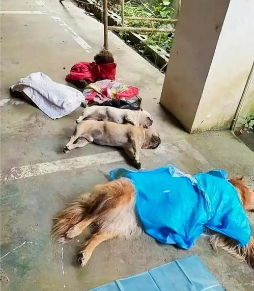 贵州一小区8条狗中毒身亡,狗主人崩溃痛哭