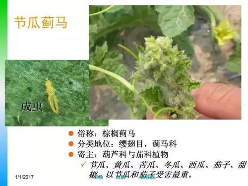 强烈建议收藏 蔬菜害虫精讲 