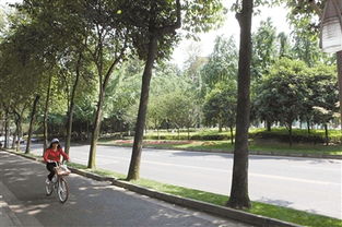 绿化增量提质 让城市道路四季有花