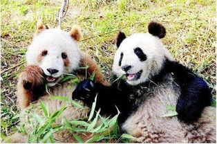 全球唯一棕色大熊猫 终于能拍彩色照片了