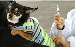 宠物疫苗一针大概多少钱