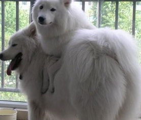那种很大,纯白色,长毛的狗叫什么 