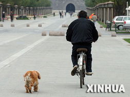 北京强化养犬管理 城区年内捉光流浪犬