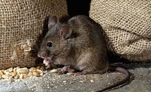 臭水沟中的老鼠,为啥总是又大又肥 不得不说,老鼠真有自知之明