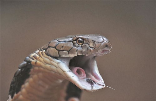 眼镜王蛇到底有凶猛 只要心情不好,配偶都能被它直接吃掉