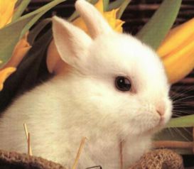 彩蛋和兔子为啥成为复活节的主角 