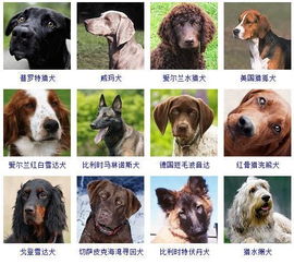 分享 178种狗狗品种大全,原来按体型智商都是这么分