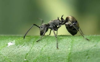 蚂蚁的特性是什么,蚂蚁的特性是什么?他们的房子一般是什么结构?