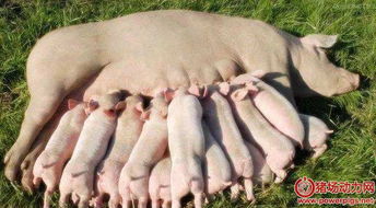 今日猪价生猪价格网 养猪技术 猪网 养猪网 猪价网 猪肉 