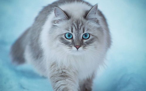 西伯利亚森林猫被制裁,西伯利亚森林猫适合家养吗？