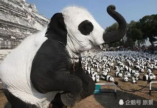 真是奇葩的民族,印度租借中国熊猫被拒绝,最后想出来这个办法