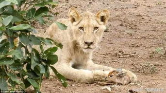 母狮子发现一只刚出生的小羚羊,并没有吃掉,让在场的人很意外 