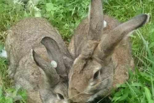 养殖兔子多少只兔规模才算是家庭农场 