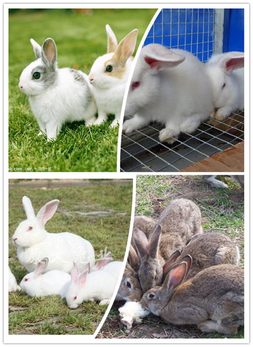 养殖伊拉肉兔散养杂交野兔需要注意什么 