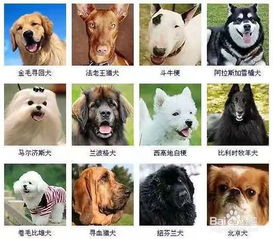 狗狗的品种有哪些
