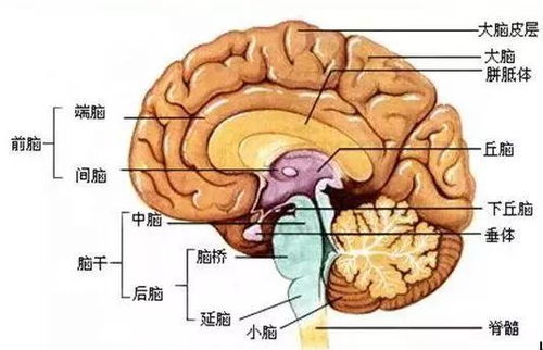 大脑示意图 信息评鉴中心 酷米资讯 Kumizx Com