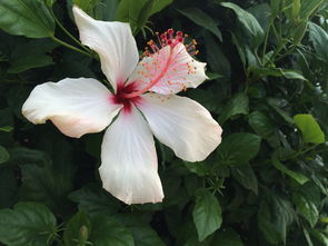 鲜花发朋友圈唯美句子（花与生活的唯美句子）