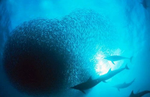 口袋妖怪里的海洋宝可梦的原型生物