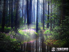 PS给森林里打造阳光照射 梦幻效果 全文 