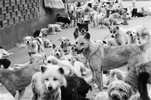 1200多只狗狗可能再次无家可归 请大家帮忙找合适的地方安置 