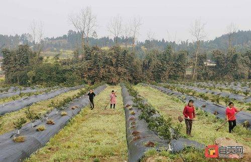 富顺兜山镇百里冲现代农业年产值达6000万元 