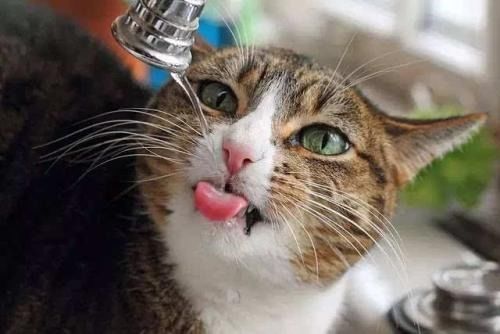 猫咪为什么喜欢喝主人杯子里的水 