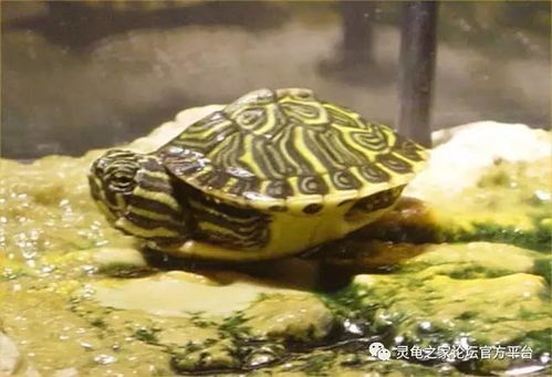 乌龟干养的方法及注意事项 