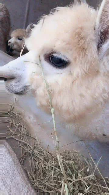 这羊驼吃饭,吃的满脸都是 