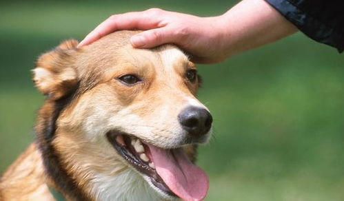 摸狗能帮助降血压,但抚摸狗狗时,要注意什么才不会被咬